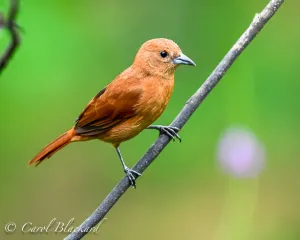 White-lined Tanager, female